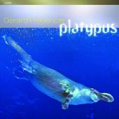 Album artwork for Platypus