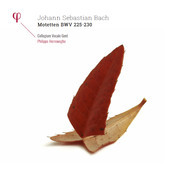 Album artwork for Bach: Motets / Herreweghe