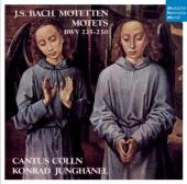 Album artwork for Bach Motets - Cantus Colln